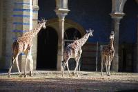 Imagine atasata: Zoo Berlin 0137.JPG